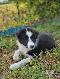 Cucciolo di border collie maschio
