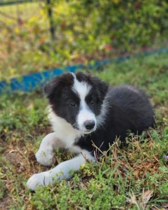 Cucciolo di border collie maschio