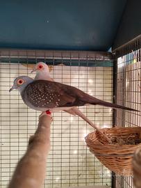 coppia tortore diamantine