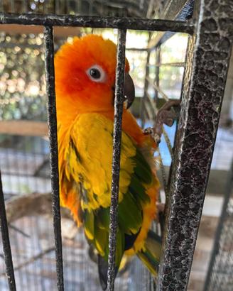 Beby conuro del sole