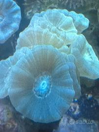 Acquario Marino coralli