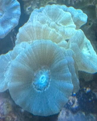 Acquario Marino coralli