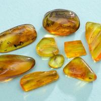 Ambra baltica levigata con inclusioni III lotto