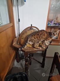 Gatto bengala