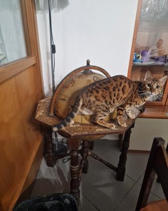 Gatto bengala