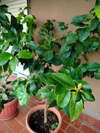 Albero limone