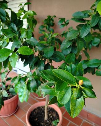 Albero limone