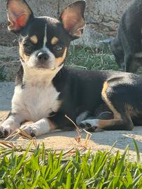Chihuahua