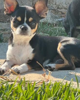 Chihuahua