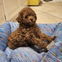 Layla cucciola red