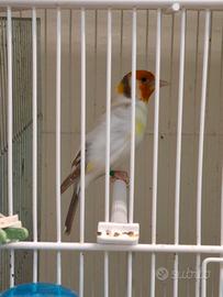 Cardellino isabella passepartout