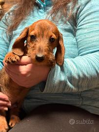 Bassotti a pelo ruvido