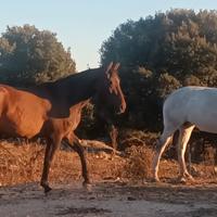 Cavalla documenti Apa