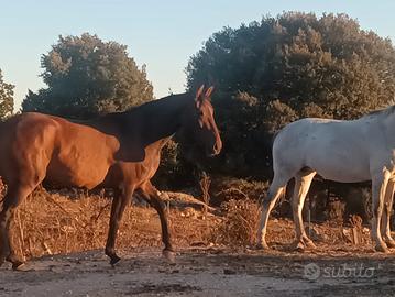 Cavalla documenti Apa