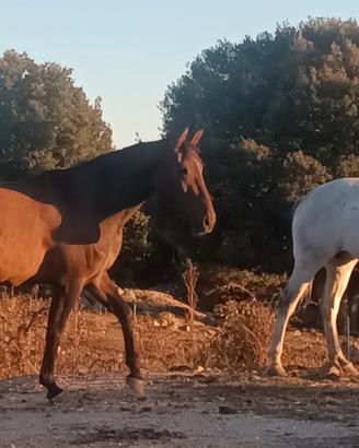 Cavalla documenti Apa