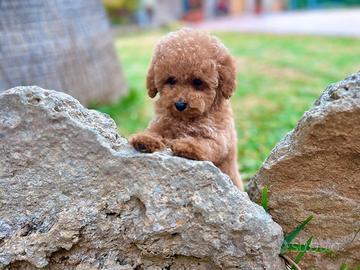 Barboncino toy con pedigree