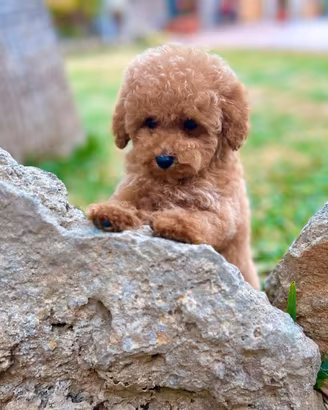 Barboncino toy con pedigree