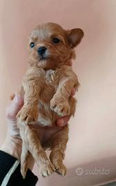MALTIPOO femmina minitoy con test genetici