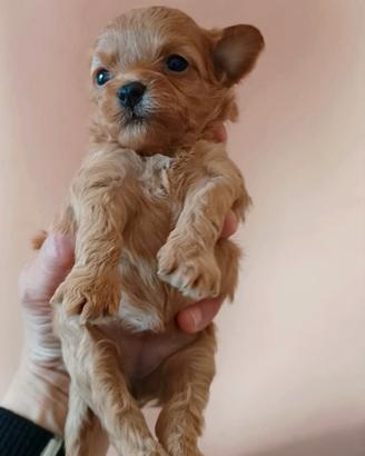 MALTIPOO femmina minitoy con test genetici