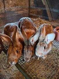 Conigli di casa