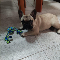 Cuccioli di bulldog francese