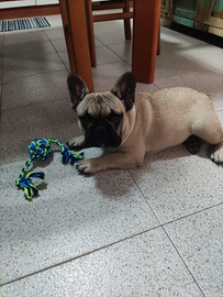 Cuccioli di bulldog francese