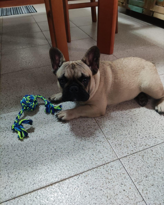 Cuccioli di bulldog francese