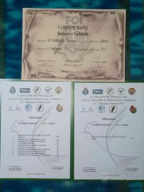 Verdoni del meridione