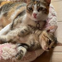 Doniamo gatta e cucciola