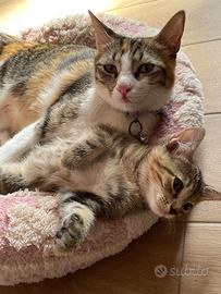 Doniamo gatta e cucciola