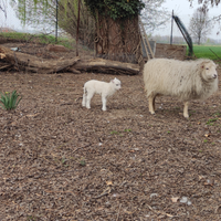Pecora d'ouessant femmina
