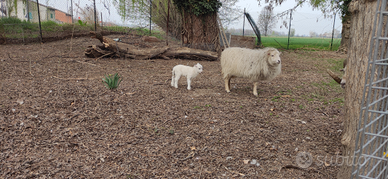 Pecora d'ouessant femmina