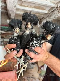 Gallina padovana