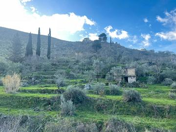 Terreno agricolo Altofonte