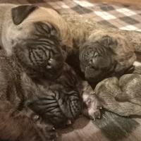 Cuccioli di Alano Tigrato