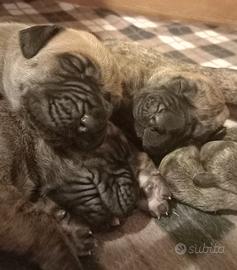 Cuccioli di Alano Tigrato