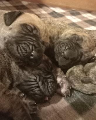 Cuccioli di Alano Tigrato