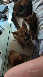 Shiba inu