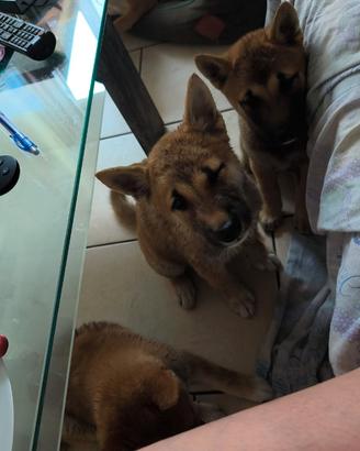 Shiba inu