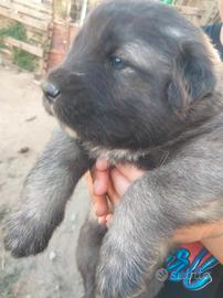 Cuccioli pastore del Caucaso