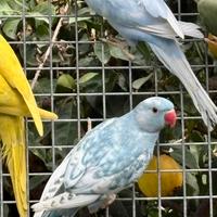 Parrocchetto dal collare