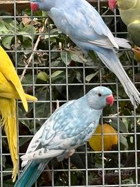 Parrocchetto dal collare