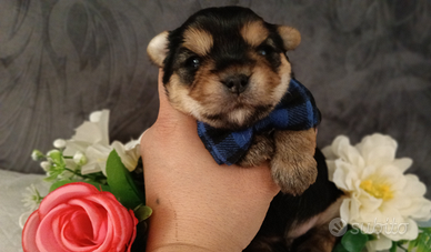 Cuccioli di Yorkshire