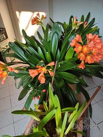 Pianta Clivia