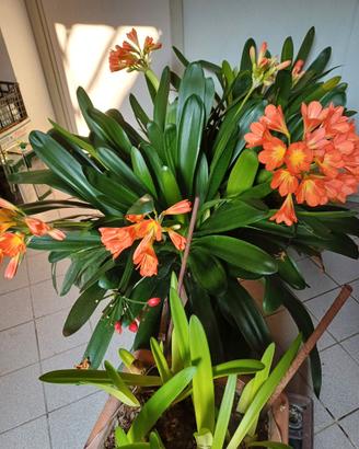 Pianta Clivia