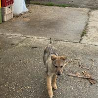 Cane lupo cecoslovacco
