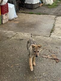 Cane lupo cecoslovacco