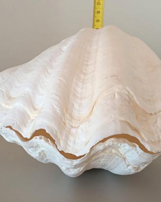 conchiglia tridacna 