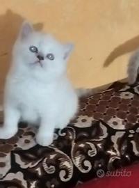 Gattino scottish straight ( British)