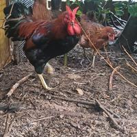 Cornute di caltanissetta